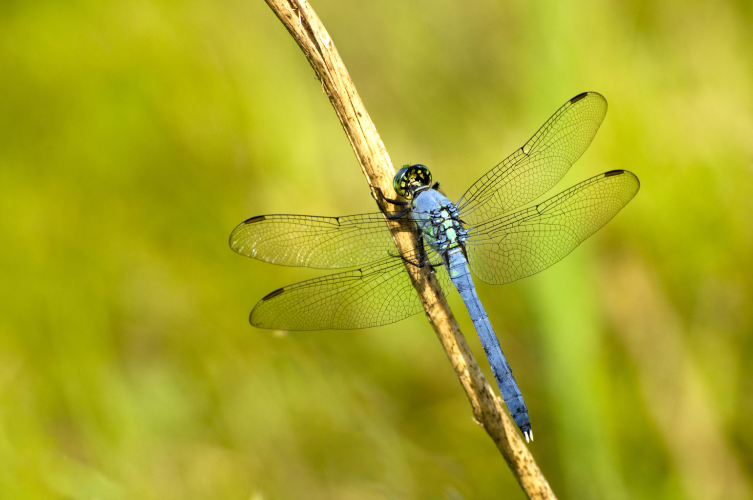 article-image-the-intercept-says-googles-dragonfly-is-closer-to-launch-than-google-would-like-us-to-believe