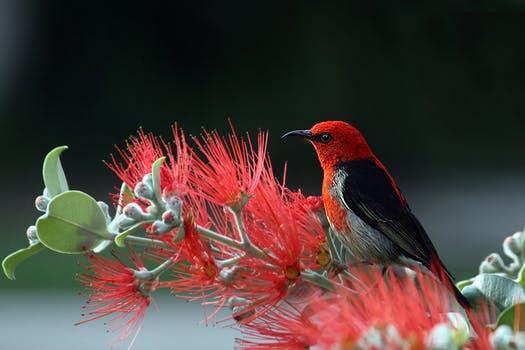 article-image-redbird-a-modern-reverse-proxy-for-node