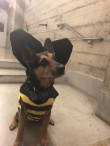 honeycomb-ceo-charity-majors-discusses-observability-and-dealing-with-the-coming-armageddon-of-complexity-interview-img-2